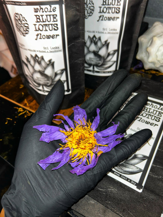 Whole Blue Lotus Flowers