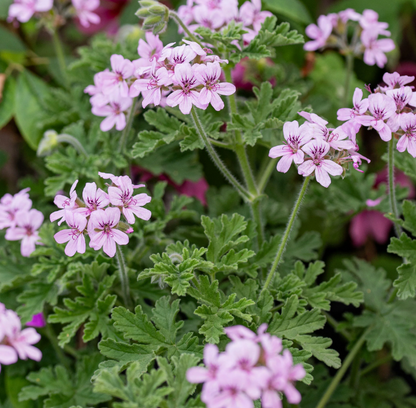 Rose Geranium Meditative Essence